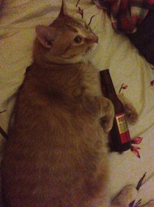Atticus loved to unwind after a long day of sleeping by enjoying a cool Mexican beer. We always limited it to one beer because he was an angry drunk