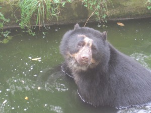 This bear was giving us a "come on in, I won't hurt you" look...
