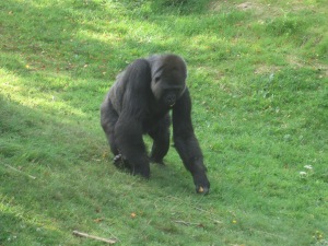 More gorilla